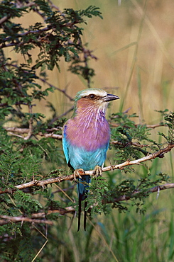 Lilac-breasted roller (Coracias caudata), Kruger National Park, South Africa, Africa