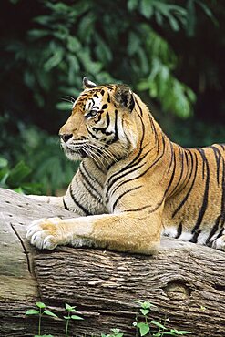 Sumatran tiger, Panthera tigris sumatrae, grows up to 120 kg, in captivity at Singapore zoo, Singapore, Southeast Asia, Asia