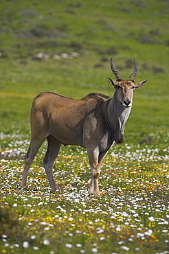 Eland, Taurotragus oryx, De Hoop nature reserve, Western Cape, South Africa, Africa