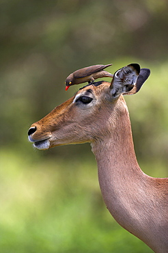 Female impala, Aepyceros melampus, with redbilled oxpecker, Buphagus erythrorhynchus, in Kruger national park, Mpumalanga, South Africa