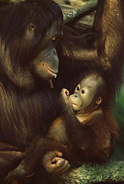 Orang utan mother and baby, Pongo pygamaeus, in captivity, Singapore Zoo, Singapore, Southeast Asia, Asia