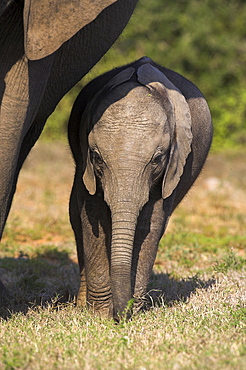 Baby elephant, Loxodonta africana, in Addo Elephant National park, Eastern Cape, South Africa