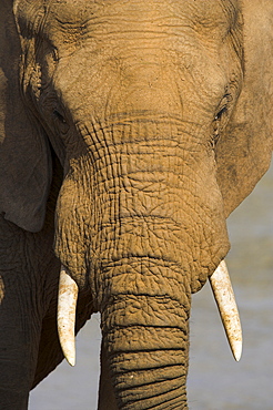 Elephant, Loxodonta africana, bull in close up at water in Addo Elephant National park, Eastern Cape, South Africa