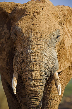 Close-up of elephant, Loxodonta africana, covered in mud, Addo Elephant National Park, Eastern Cape, South Africa, Africa