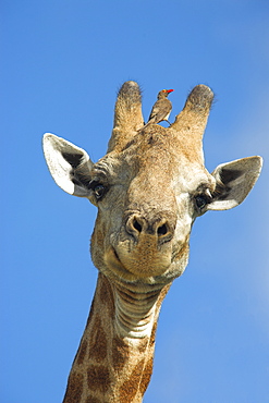 Giraffe, Giraffa camelopardalis, with redbilled oxpecker, Buphagus erythrorhynchus, in Kruger national park, Mpumalanga, South Africa