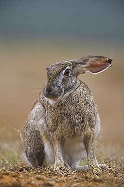 Cape hare, Lepus capensis, Addo Elephant National Park, South Africa, Africa