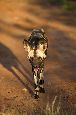 African wild dog, Lycaon pictus, Venetia Limpopo nature reserve, South Africa, Africa