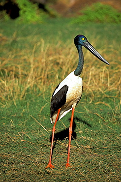 Female jabiru (black necked stork) (Ephippiorhynchus asiaticus), Western Australia, Australia, Pacific