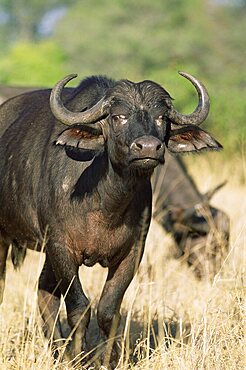 Buffalo, Syncerus caffer, Kruger National park, South Africa, Africa