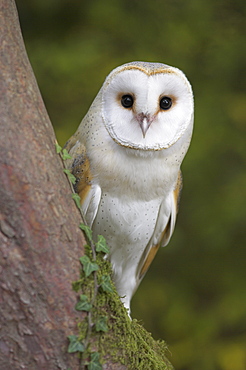 Female barn owl, Tyto alba, World Owl Trust, Muncaster Castle, Ravenglass, Cumbria, UK, captive