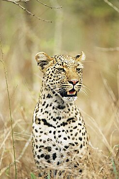 Leopard, Panthera pardus, Kruger National Park, South Africa, Africa