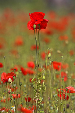 Poppies, Papaver rhoeas, United Kingdom, Europe