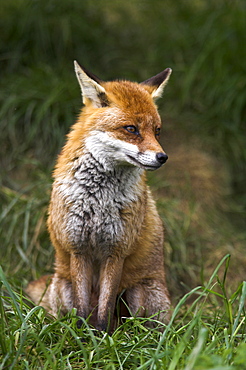 Red fox, Vulpes vulpes, captive, United Kingdom, Europe