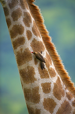 Redbilled oxpecker (Buphagus erythrorhynchus), on giraffe, Kruger National Park, South Africa, Africa