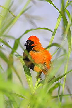 Southern red bishop (Euplectes orix), male in breeding plumage, Pilanesberg National Park, North West Game Reserve, South Africa, Africa