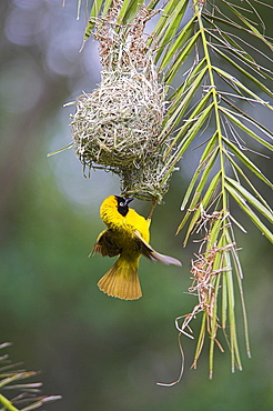 Lesser masked weaver (Ploceus intermedius), at nest, Kruger National Park, South Africa, Africa