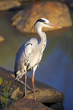 Grey heron (Ardea cinere), Kruger National Park, Mpumalanga, South Africa, Africa