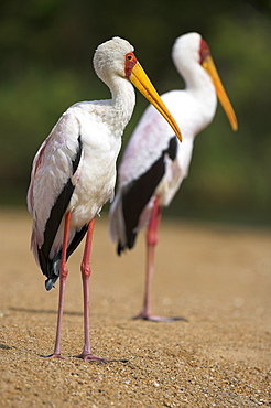 Yellow-billed storks (Mycteria ibis), in breeding plumage on riverbank, Kruger National Park, South Africa, Africa