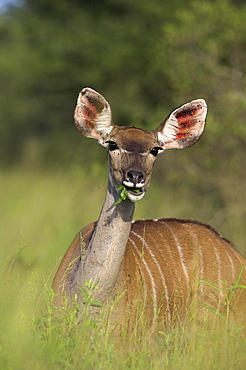 Greater kudu (Tragelaphus strepsiceros), female, Kruger National Park, South Africa, Africa