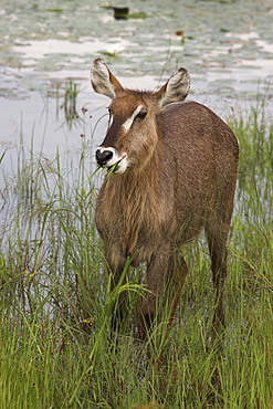 Female waterbuck (Kobus ellipsiprymnus), Kruger National Park, Mpumalanga, South Africa, Africa