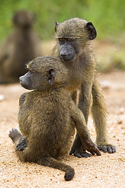 Young chacma baboons (Papio cynocephalus ursinus) playing, Kruger National Park, Mpumalanga, South Africa, Africa