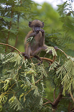 Young chacma baboon (Papio cynocephalus ursinus) playing in tree, Kruger National Park, Mpumalanga, South Africa, Africa