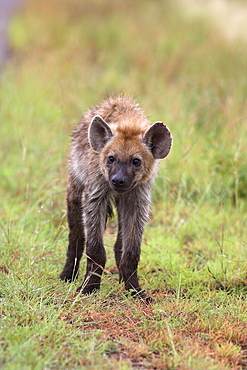 Young spotted hyena (Crocuta crocuta), Kruger National Park, Mpumalanga, South Africa, Africa