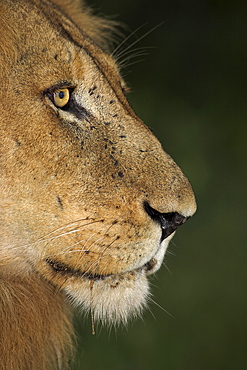 Lion (Panthera leo), Kruger National Park, South Africa, Africa