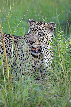 Leopard (Panthera pardus), Kruger National Park, South Africa, Africa