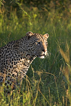 Leopard (Panthera pardus), Kruger National Park, South Africa, Africa