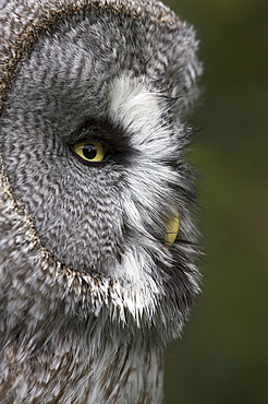 Portrait of a great grey owl (Strix nebulosa), captive, United Kingdom, Europe