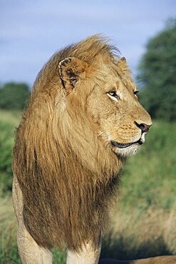 Male lion, Panthera leo, Kruger National Park, South Africa, Africa