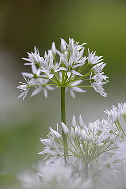 Close-up of wild garlic flower (ramson) (Allium ursinum), Lancashire, England, United Kingdom, Europe