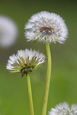 Dandelion seedheads (Taraxacum officinale), Cumbria, England, United Kingdom, Europe