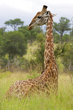 Giraffe, Giraffa camelopardalis, Kruger National Park, Mpumalanga, South Africa, Africa