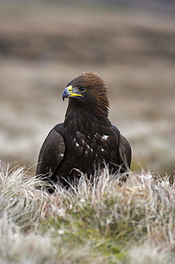 Golden eagle, Aquila chrysaetos, moorland, captive, United Kingdom, Europe