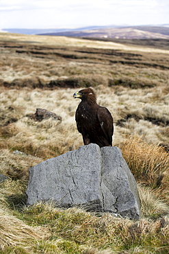 Golden eagle calling, Aquila chrysaetos, moorland, captive, United Kingdom, Europe