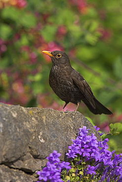 Female blackbird (Turdus merula), on garden wall in early summer, United Kingdom, Europe