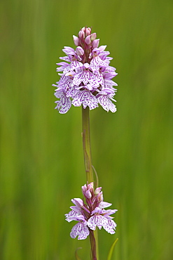 Heath spotted orchid (Dactylorhiza maculata), Grasspoint, Mull, Inner Hebrides, Scotland, United Kingdom, Europe