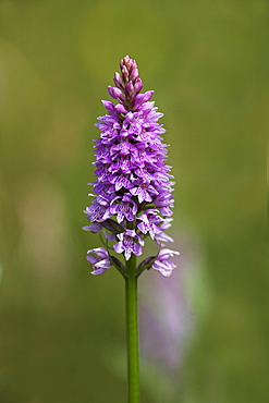 Common spotted orchid (Dactylorhiza fuchsii), Gait Barrows Nature Reserve, Arnside, Cumbria, England, United Kingdom, Europe