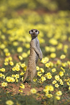 Meerkat (Suricata suricatta), Kgalagadi Transfrontier Park, South Africa, Africa