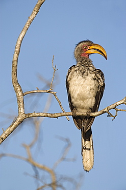 Yellowbilled hornbill (Tockus leucomelas), Kruger National Park, South Africa, Africa