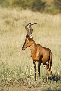 Red hartebeest (Alcelaphus buselaphus), Kgalagadi Transfrontier Park, Northern Cape, South Africa, Africa