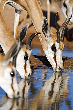 Springbok (Antidorcas marsupialis), drinking, Kgalagadi Transfrontier Park, Northern Cape, South Africa, Africa