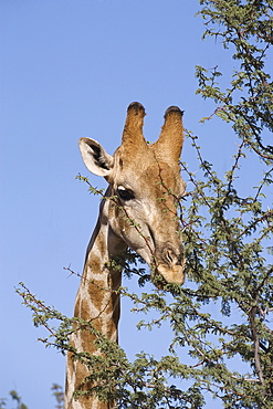 Giraffe (Giraffa camelopardalis), Kgalagadi Transfrontier Park, Northern Cape, South Africa, Africa