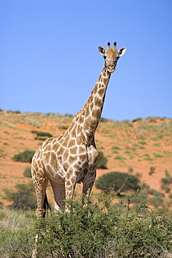 Giraffe (Giraffa camelopardalis), Kgalagadi Transfrontier Park, Northern Cape, South Africa, Africa