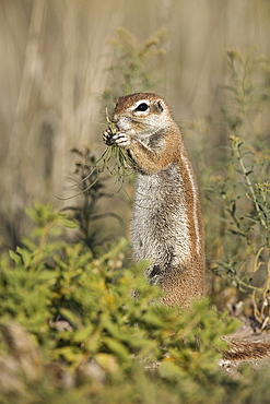 Ground squirrel (Xerus inauris), Kgalagadi Transfrontier Park, Northern Cape, South Africa, Africa