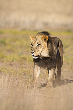 Lion (Panthera leo), Kgalagadi Transfrontier Park, Northern Cape, South Africa, Africa