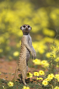 Meerkat (Suricata suricatta), among devil's thorn flowers, Kgalagadi Transfrontier Park, Northern Cape, South Africa, Africa