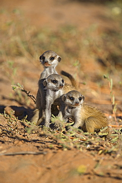 Young meerkat (Suricata suricatta), Kgalagadi Transfrontier Park, Northern Cape, South Africa, Africa